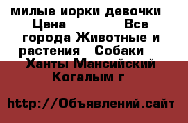 милые иорки девочки › Цена ­ 15 000 - Все города Животные и растения » Собаки   . Ханты-Мансийский,Когалым г.